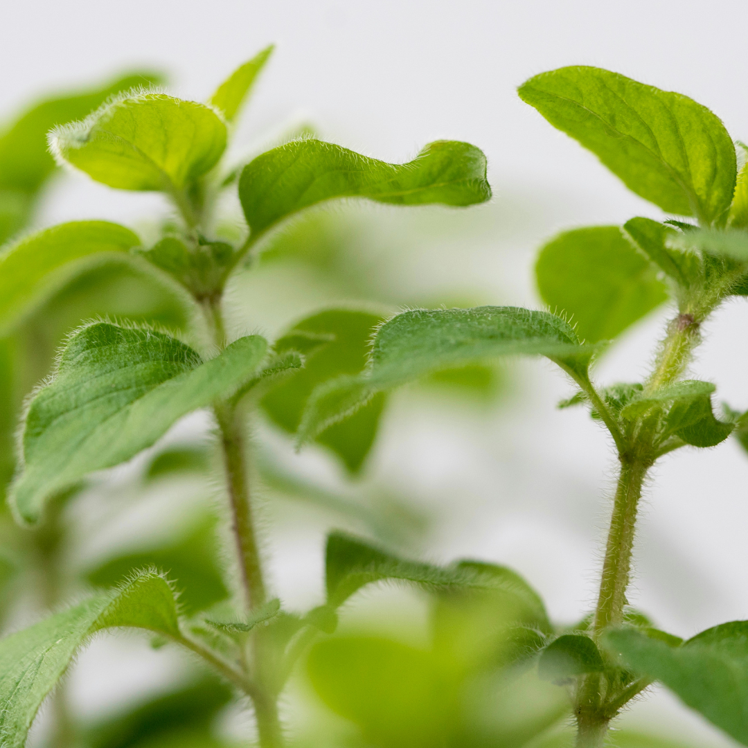 Five Ways Oregano Essential Oil Helps Immune Health: A Comprehensive Guide